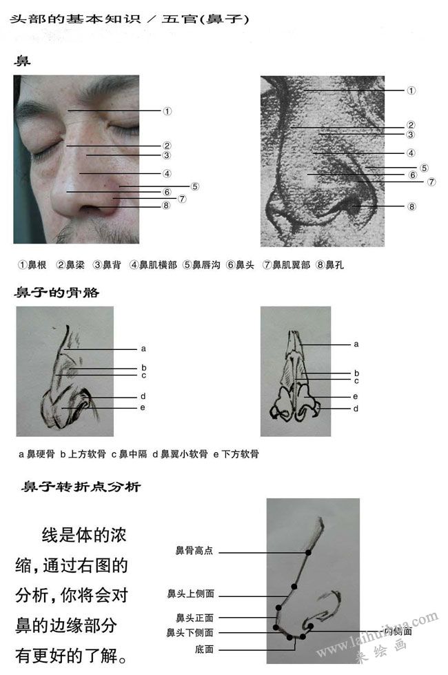 素描中鼻子的畫法：鼻子結(jié)構(gòu)分析
