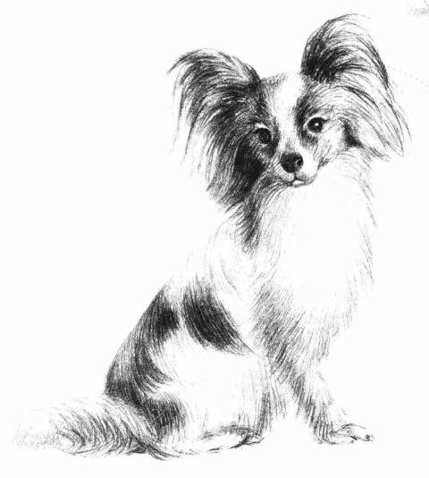 蝴蝶犬的素描畫法