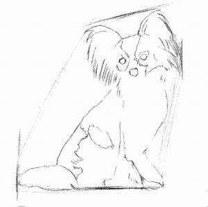 蝴蝶犬的素描畫法步驟02