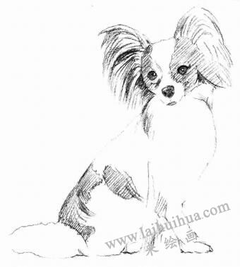 蝴蝶犬的素描畫法步驟03