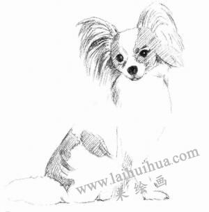 蝴蝶犬的素描畫法步驟04