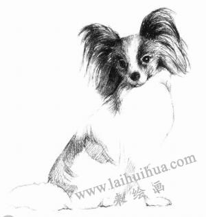 蝴蝶犬的素描畫法步驟05