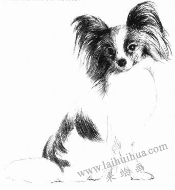 蝴蝶犬的素描畫法步驟06