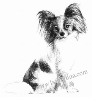 蝴蝶犬的素描畫法步驟07