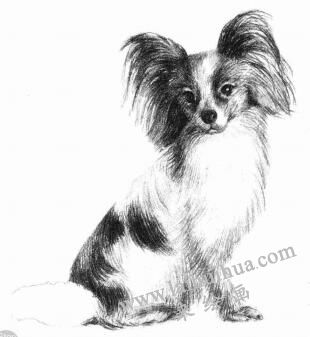 蝴蝶犬的素描畫法步驟08