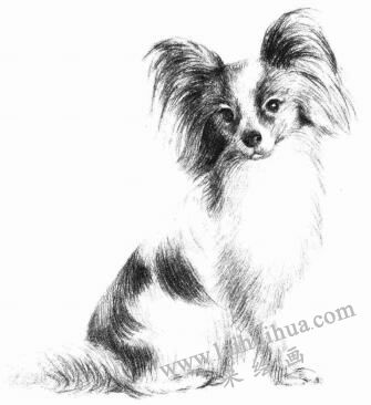 蝴蝶犬的素描畫法步驟09