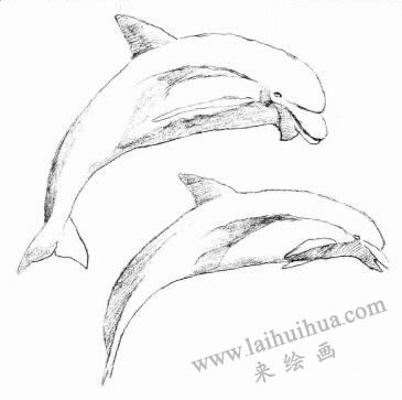 海豚的素描畫法步驟03