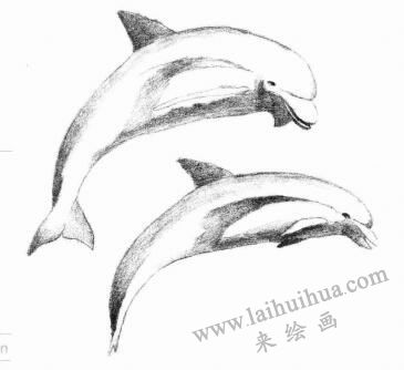 海豚的素描畫法步驟04