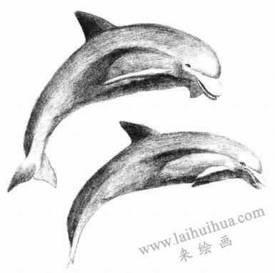 海豚的素描畫法步驟06