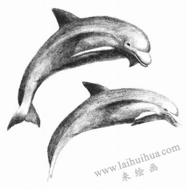 海豚的素描畫法步驟07