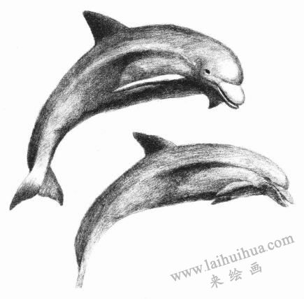 海豚的素描畫法步驟08