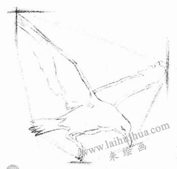 海鷗的素描畫法步驟02
