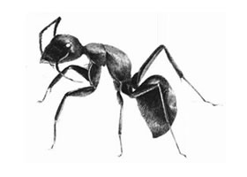 螞蟻的素描畫(huà)法