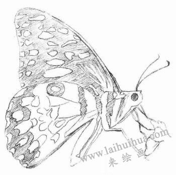 蝴蝶的素描畫法步驟03