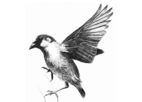 麻雀的素描畫(huà)法