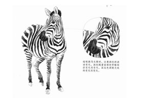 斑馬的素描畫(huà)法