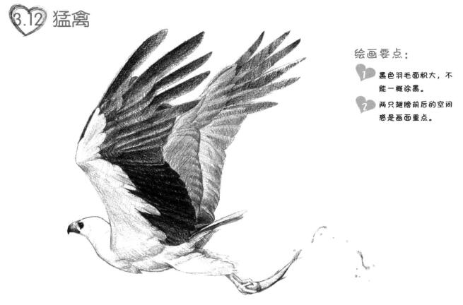 海雕素描畫法