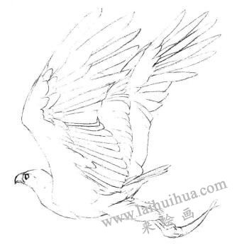 海雕素描畫線稿畫法步驟03