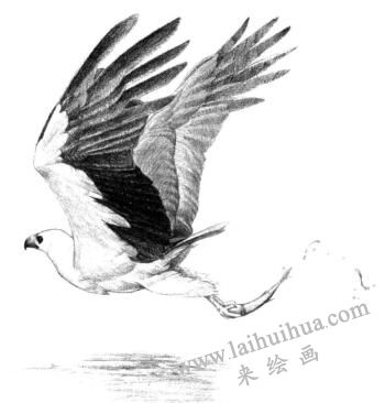 海雕素描畫法