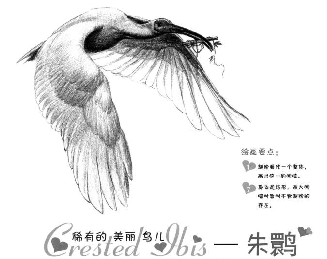 朱鹮素描畫法