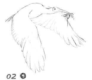 朱鹮素描畫線稿畫法步驟02