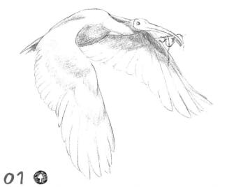 朱鹮素描鋪大色畫法步驟01