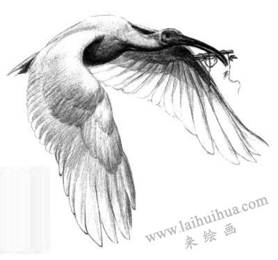 朱鹮素描畫