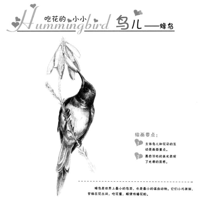 蜂鳥(niǎo)的素描畫(huà)法