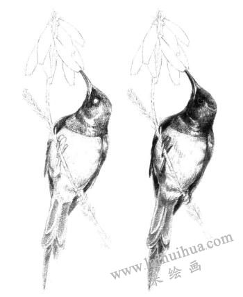 蜂鳥(niǎo)的素描鋪大色畫(huà)法