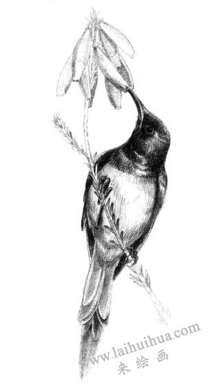 蜂鳥(niǎo)的素描畫(huà)法