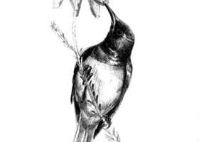 蜂鳥(niǎo)的素描畫(huà)法
