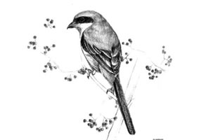 伯勞的素描畫(huà)法