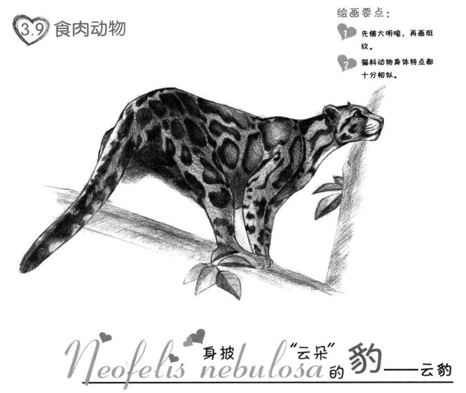 云豹素描畫法