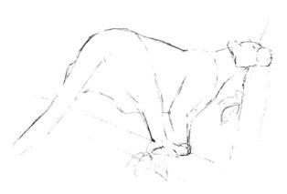云豹素描畫線稿畫法步驟03