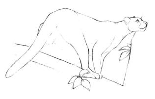 云豹素描畫線稿畫法步驟04