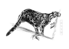 云豹素描畫(huà)法