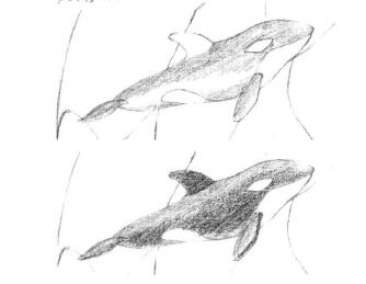 虎鯨的素描鋪大色畫法步驟01、02