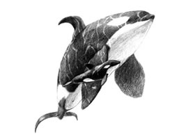 虎鯨的素描畫法