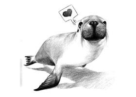 海獅的素描畫法
