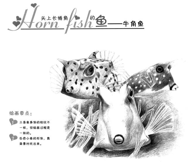 牛角魚(yú)素描畫(huà)法