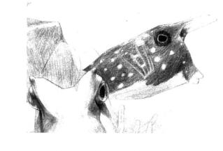 牛角魚(yú)素描鋪大色畫(huà)法步驟06