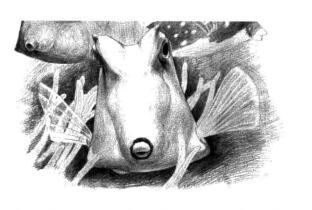 牛角魚(yú)素描鋪大色畫(huà)法步驟07