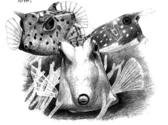 牛角魚(yú)素描鋪大色畫(huà)法步驟08