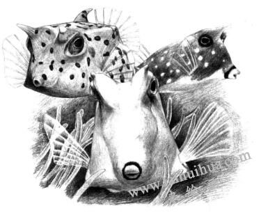 牛角魚(yú)素描畫(huà)法
