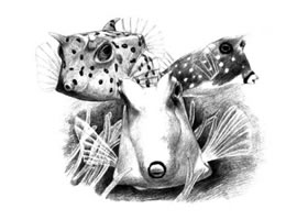 牛角魚素描畫法
