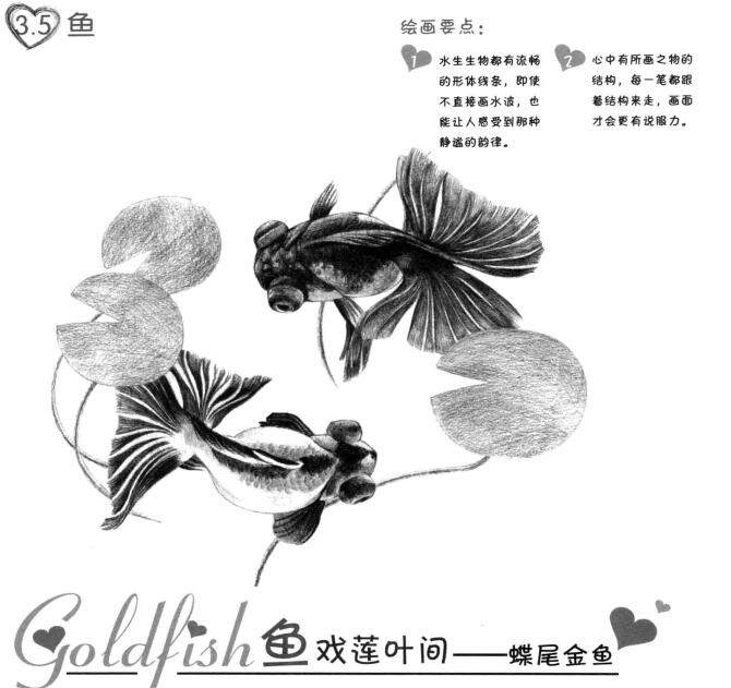 碟尾金魚的素描畫法