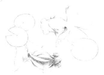 碟尾金魚素描鋪大色畫法步驟02