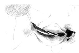 碟尾金魚素描鋪大色畫法步驟04