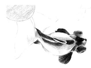 碟尾金魚素描鋪大色畫法步驟05