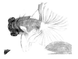 碟尾金魚素描鋪大色畫法步驟07